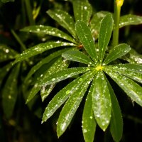 Листья с каплями дождя :: Cissa Andebo