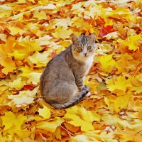 Осенний  кот. :: Vladimir Semenchukov