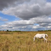 В поле :: Владимир Зыбин