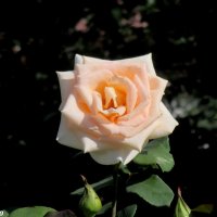 Красавица роза :: Нина Бутко