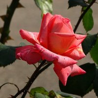Ещё цветут на клумбах розы :: Милешкин Владимир Алексеевич 