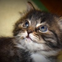 Маленькая кошка ищет себе имя! :: A. SMIRNOV