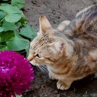 Осенняя кошка... :: Тамара Бедай 