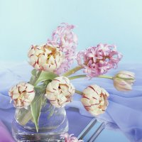 Полосатые тюльпаны :: Ольга Бекетова