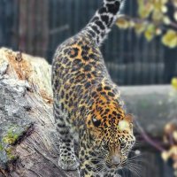 Дальневосточный леопард. :: Виктор Шпаков