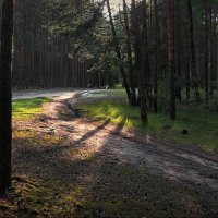 Лесные дороги ! :: Владимир Шошин