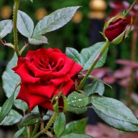 Сентябрьская роза :: Светлана 