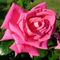 Роза – символ совершенства, мудрости и чистоты :: Елена Павлова (Смолова)