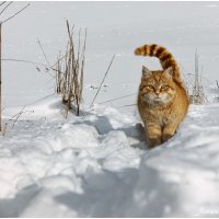 *** :: Александр Богатырёв