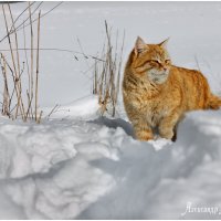 *** :: Александр Богатырёв