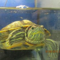 Красноухая черепаха. :: Зинаида 