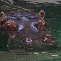 Hippopotamus :: Nikola Ivanovski