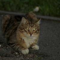 кошачья серия 3 :: Александр Прокудин