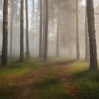 Утро в туманном лесу :: Григорий Бельцев