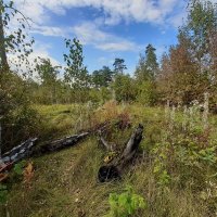 Осень, осень... ну давай у листьев спросим, где он май, этот май.. :: Галина Минчук