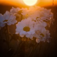 Утренний цвет хризантемы :: Виктор Мороз
