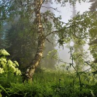 Утро в лесу :: Сергей Чиняев 