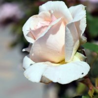 Белая роза :: Татьяна Ларионова