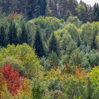 Осень зажигает краски :: Олег Соболев