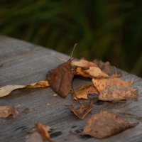 Осенние листья :: Cissa Andebo