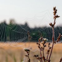 Паутина :: Виктор Желенговский