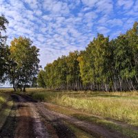 Калачинские леса :: Владимир Зыбин