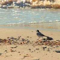Птичка на пляже :: Вика Быкова