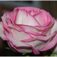Издревле молим мы богов открыть нам путь к чудесной розе… :: Tatiana Markova