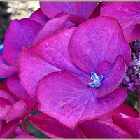 Цветок гортензии. :: Валерия Комова