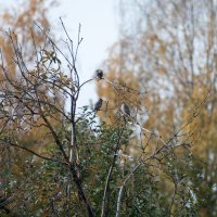 Осенним вечером. :: Анатолий Нецепляев