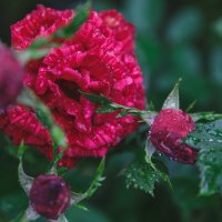 Роза в саду. :: Татьяна Калинкина