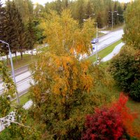 Разноцветная осень на моей улице . :: Мила Бовкун