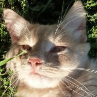 Солнечный кот :: Лидия Бараблина