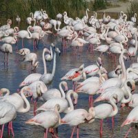 Розовые фламинго в природном парке Камарг (Camargue) :: Лидия Бусурина