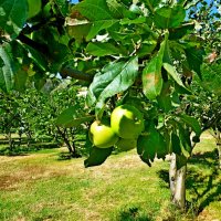 Черногорские яблочки :: Raduzka (Надежда Веркина)
