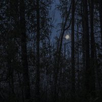 Ночь на опушке леса :: Сергей W.Протопопов 