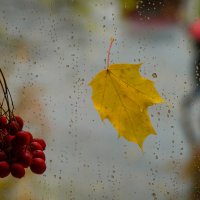 Осень за окном :: Юлия Ершова