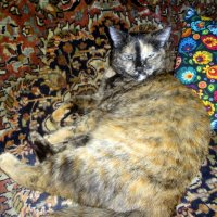 Найдите кошку! :: Елизавета Успенская