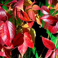 Раскрасил ноябрь листву винограда... :: Лидия Бараблина