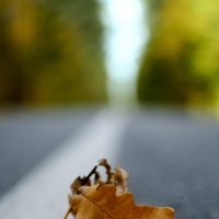 Осенний лист на дороге :: Алексей Жарков