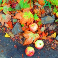 Упавших яблок перестук и шелест листьев с позолотой....осень.. :: Гала 
