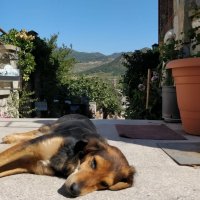 Спокойная собачья жизнь,в солнечной Грузии... :: Андрей Хлопонин