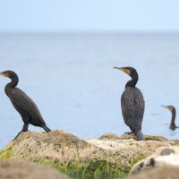 Чёрные бакланы на Чёрном море :: Евгений Седов