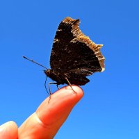 Ручная бабочка :: Galina Iskandarova