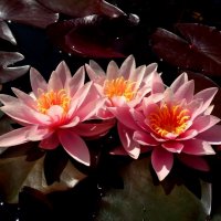 Три лилии красотки :: Самохвалова Зинаида 