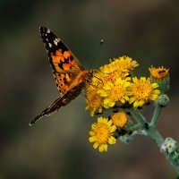Бабочка и цветок :: Нина Богданова