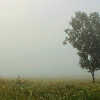 Туман. :: Сергей 