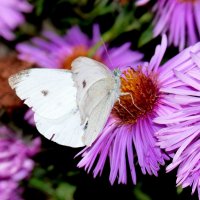 бабочки на осенней флоре  1 :: Александр Прокудин