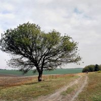 "Дерево в полі біля роздоріжжя" :: Ростислав Кухарук
