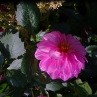 Розовый цветочек :: Наталья Цыганова 
